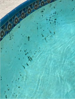 What are the black dots in my pool?