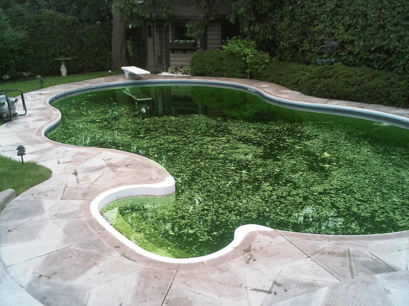 Algae Growth